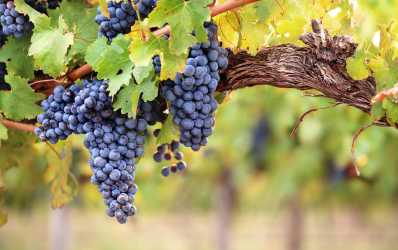 Wycieczka fakultatywna, Wycieczka Szlakiem Cypryjskich Winnic - Kalamos Winiarnia